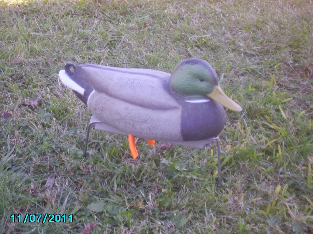 Duck field decoys Field Duck Hunting